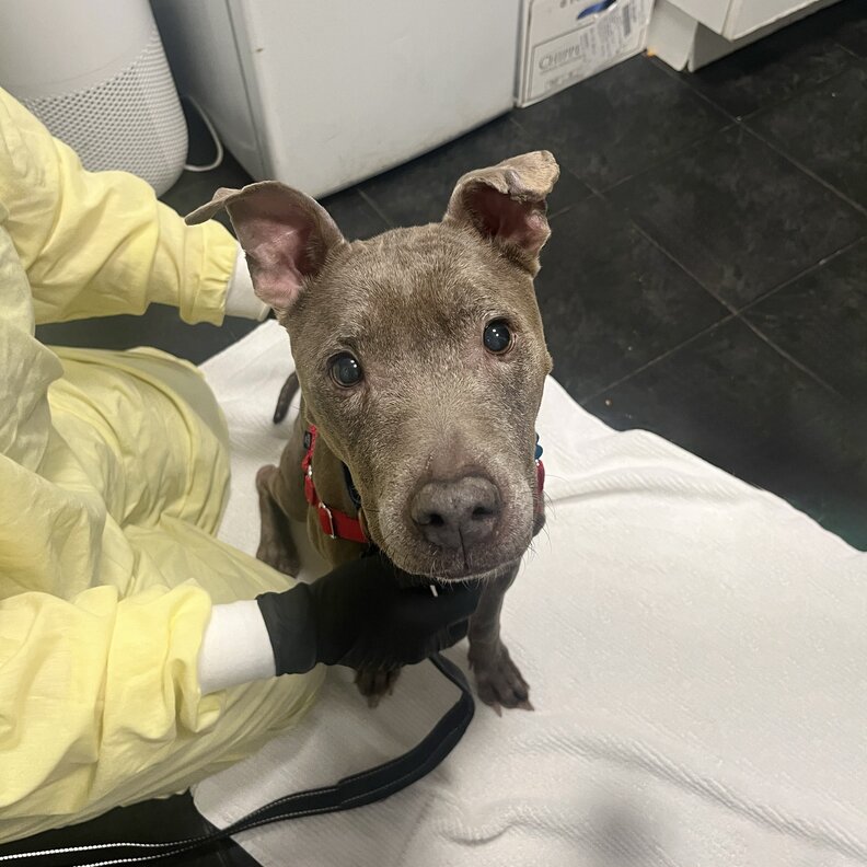 新しいお母さんシェイラとのクロエ