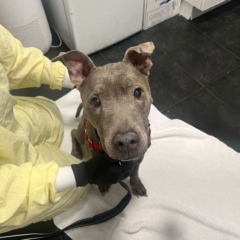 新しいお母さんシェイラとのクロエ