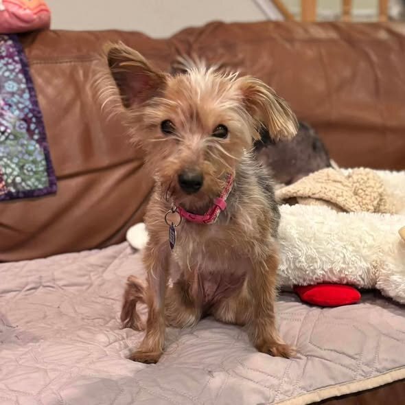 ソファで寛ぐApple