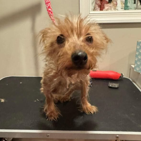 Appleが獣医で診察を受ける