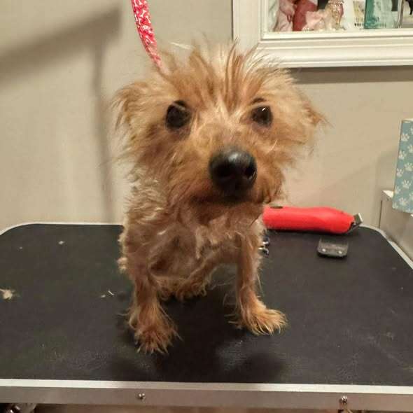 Appleが獣医で診察を受ける