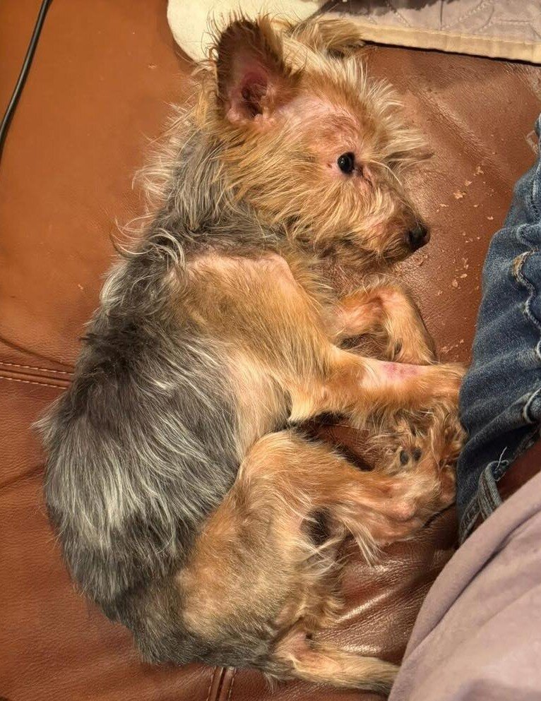 クッションでリラックス中のApple