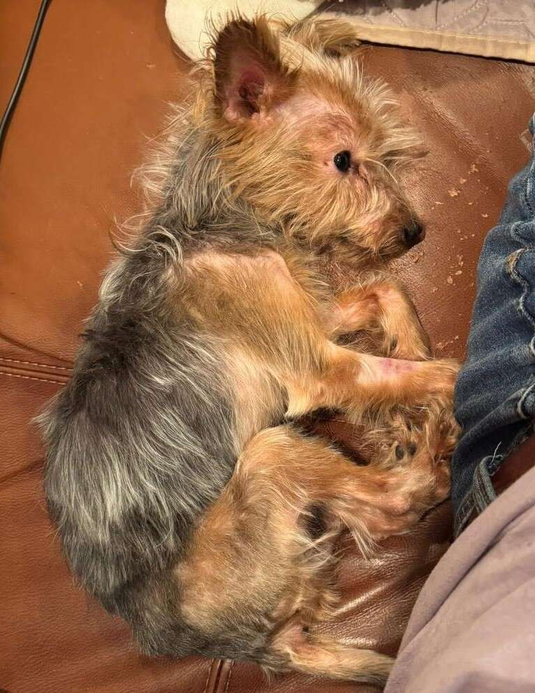 クッションでリラックス中のApple