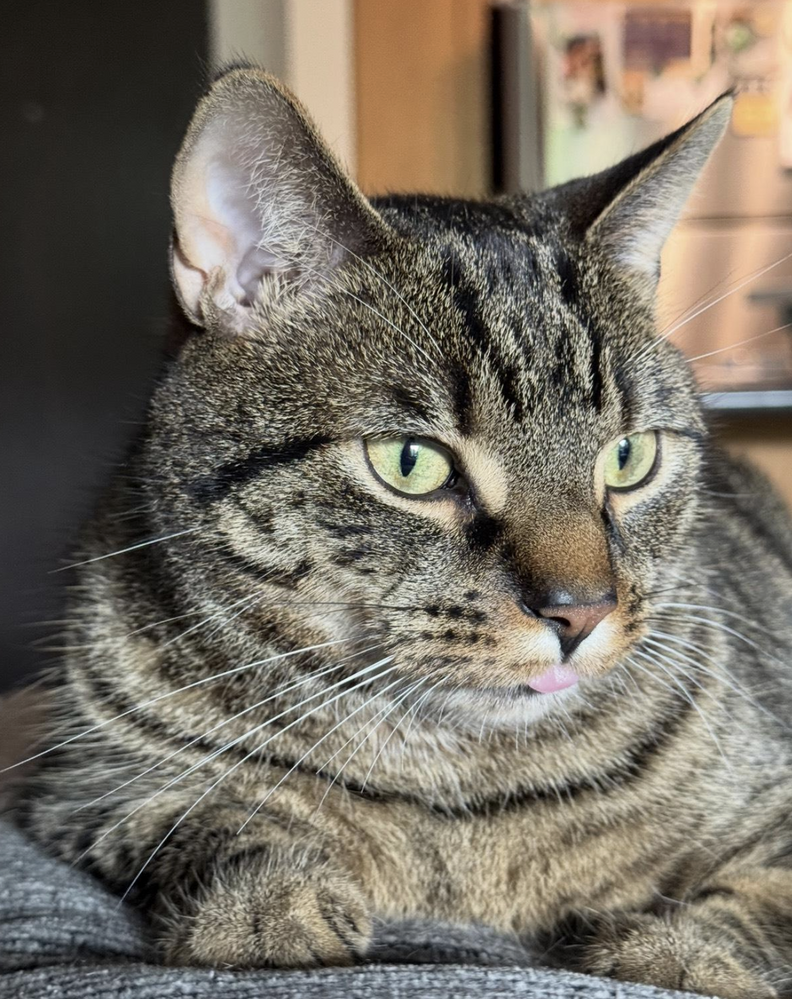 ぶれっぷの変化