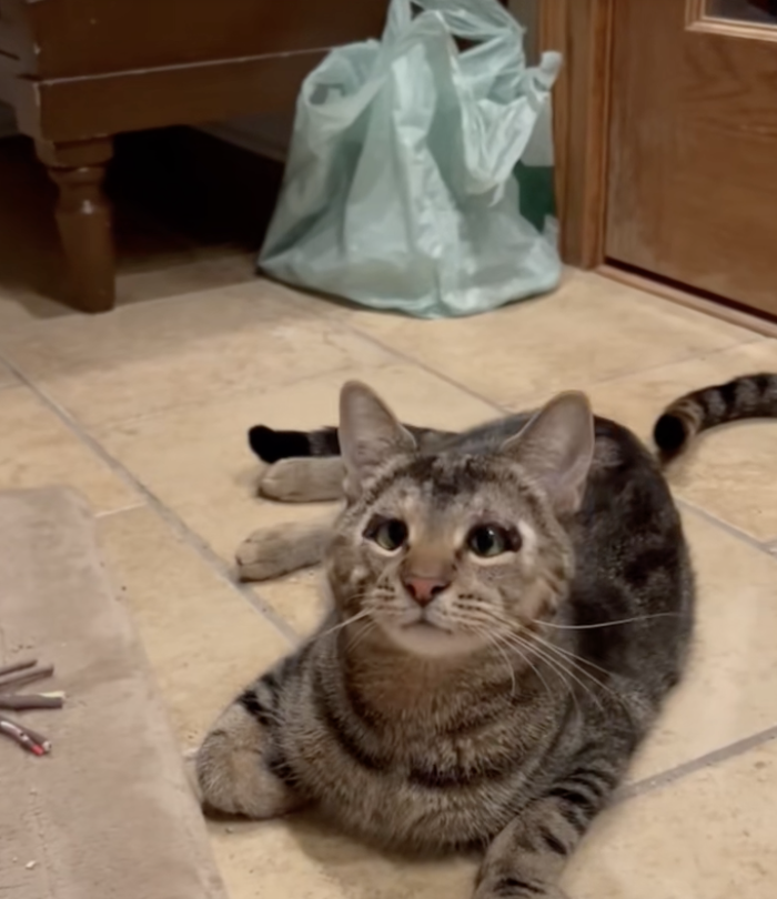 cute cat with unique eyes