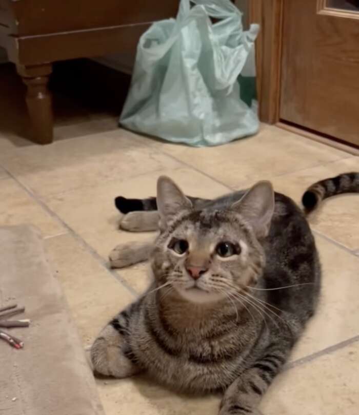 cute cat with unique eyes