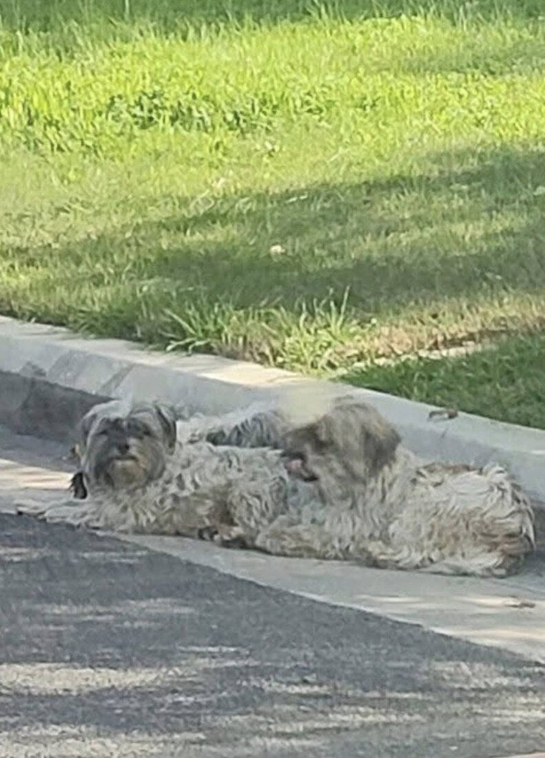 探している犬たち