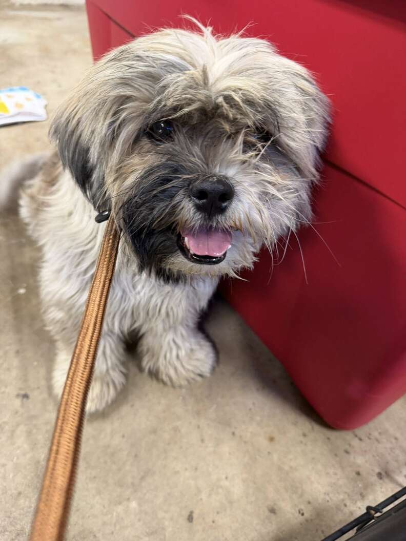 新しい姿の犬たち