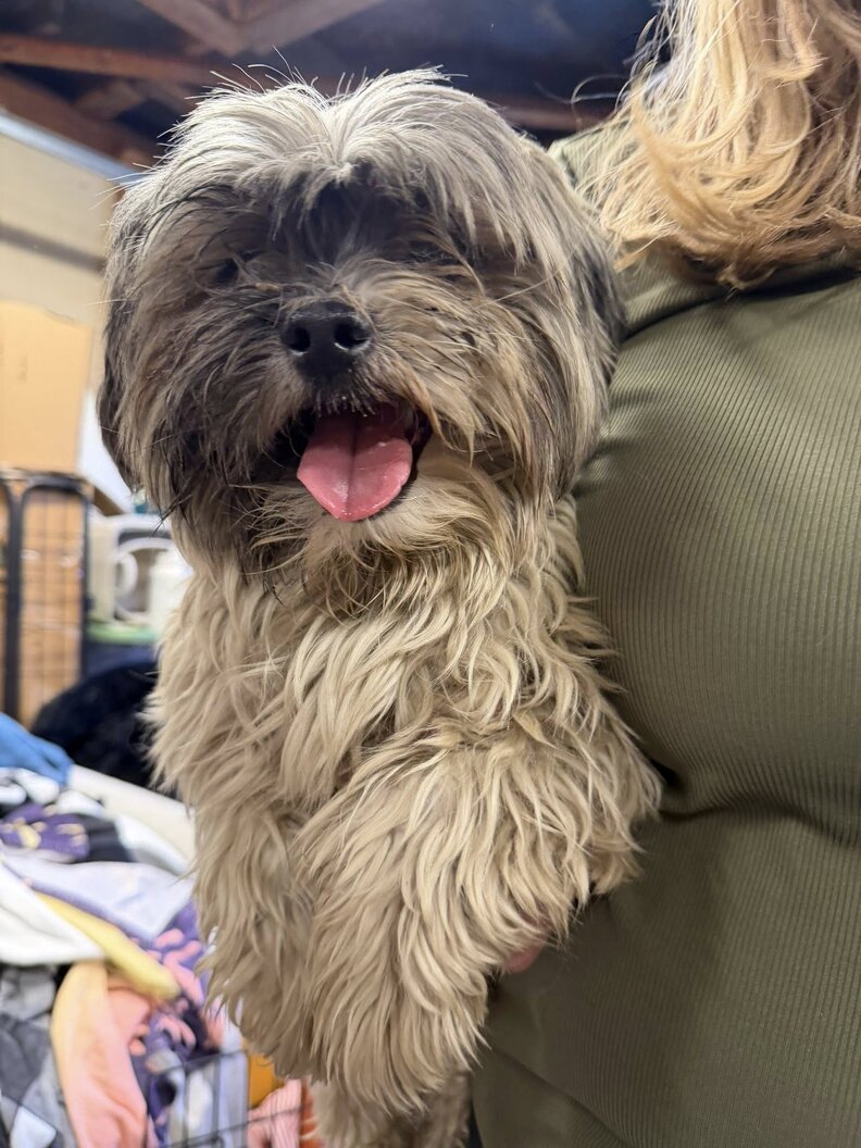 犬を捕まえた後