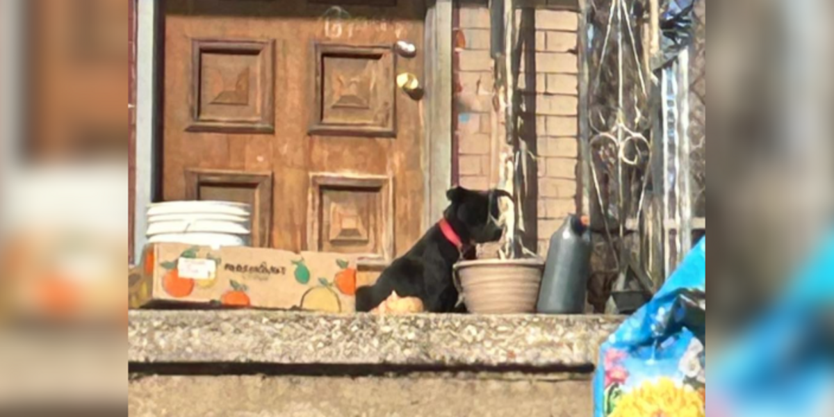 Shivering Dog Locked Out Of House Sits On Her Babies To Keep Them Warm - The Dodo