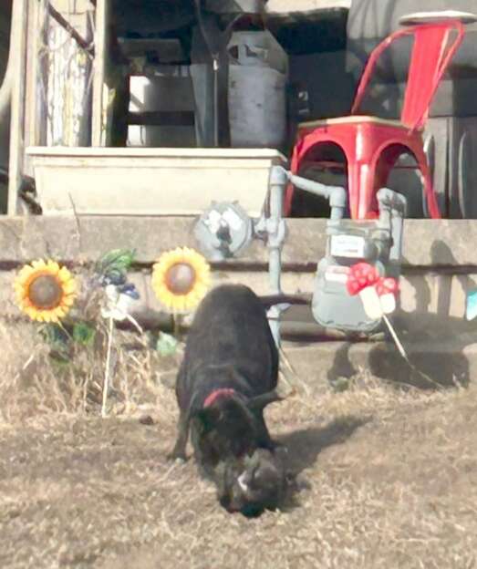A mama dog trying to pick up a limp puppy in her mouth.