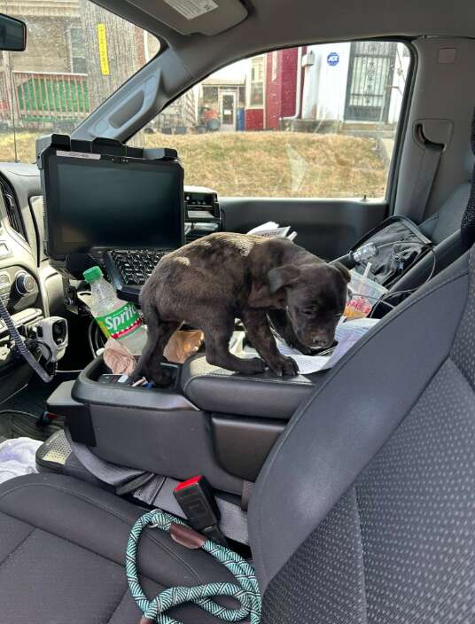 A rescued puppy inside an animal services officer's car.
