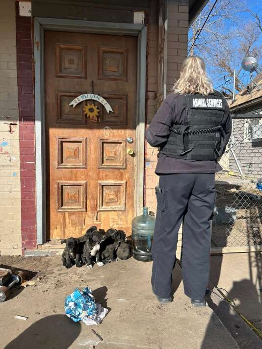 Animal services officer at the front door of a home with puppies outside.
