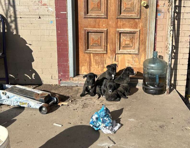 Black puppies huddle together on a front porch.