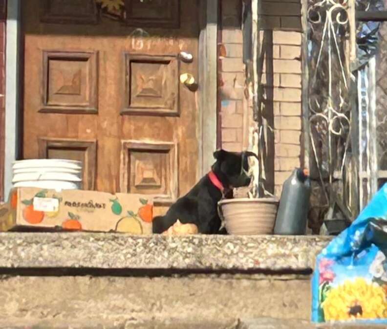 A mama dog sits on the front porch of a house.