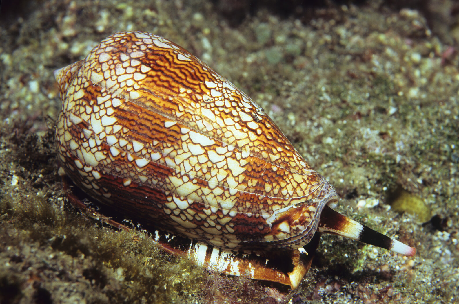 Woman Picks Up A 'Pretty' Shell — Then Learns It Could Have Killed Her ...