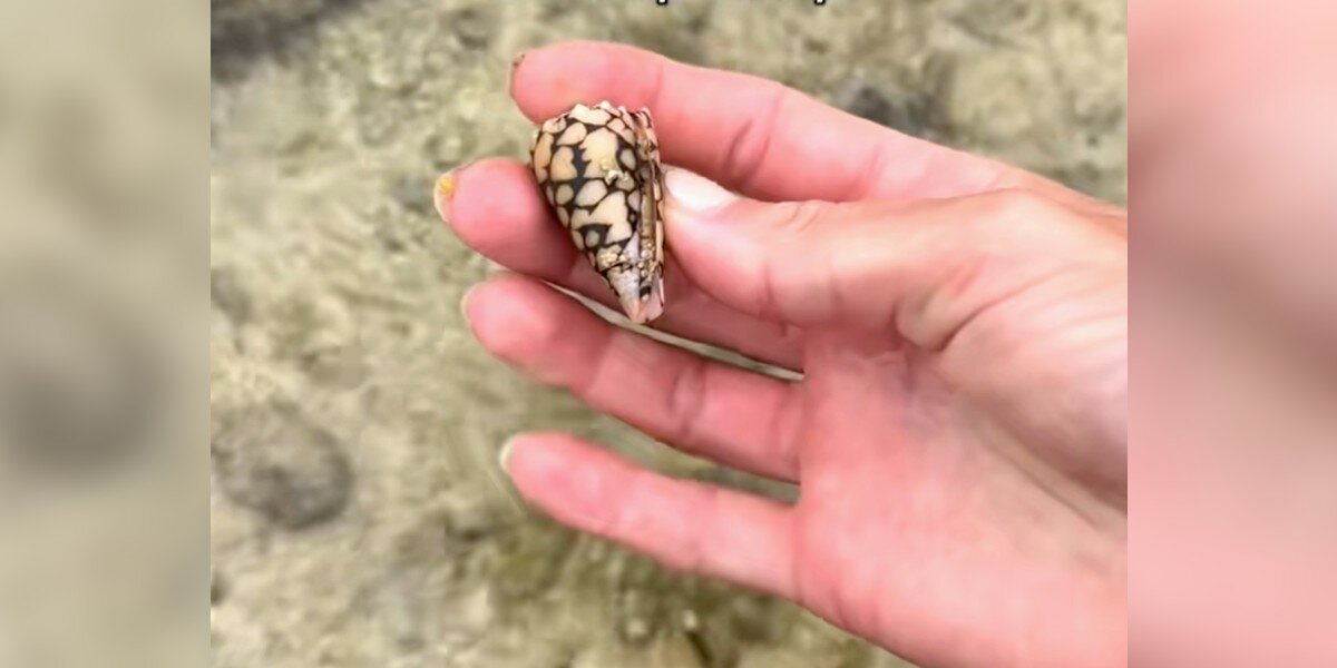 Woman Picks Up A 'Pretty' Shell — Then Learns It Could Have Killed Her ...