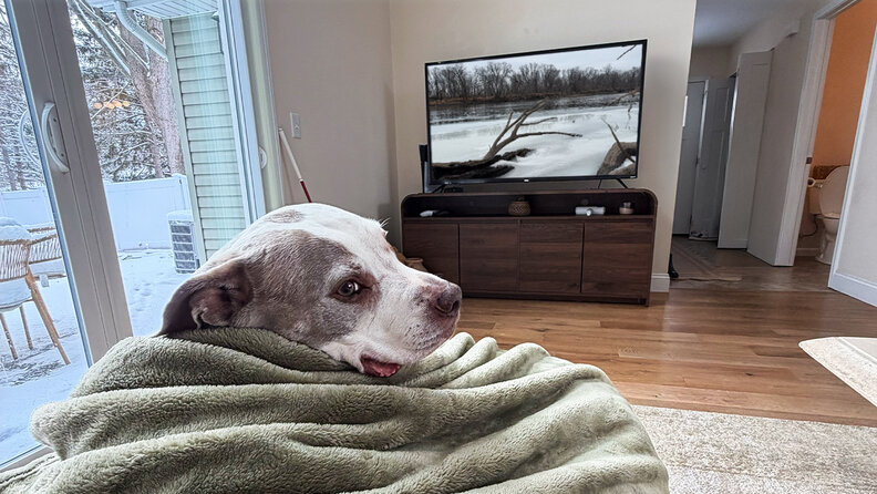 Dog watches TV at home