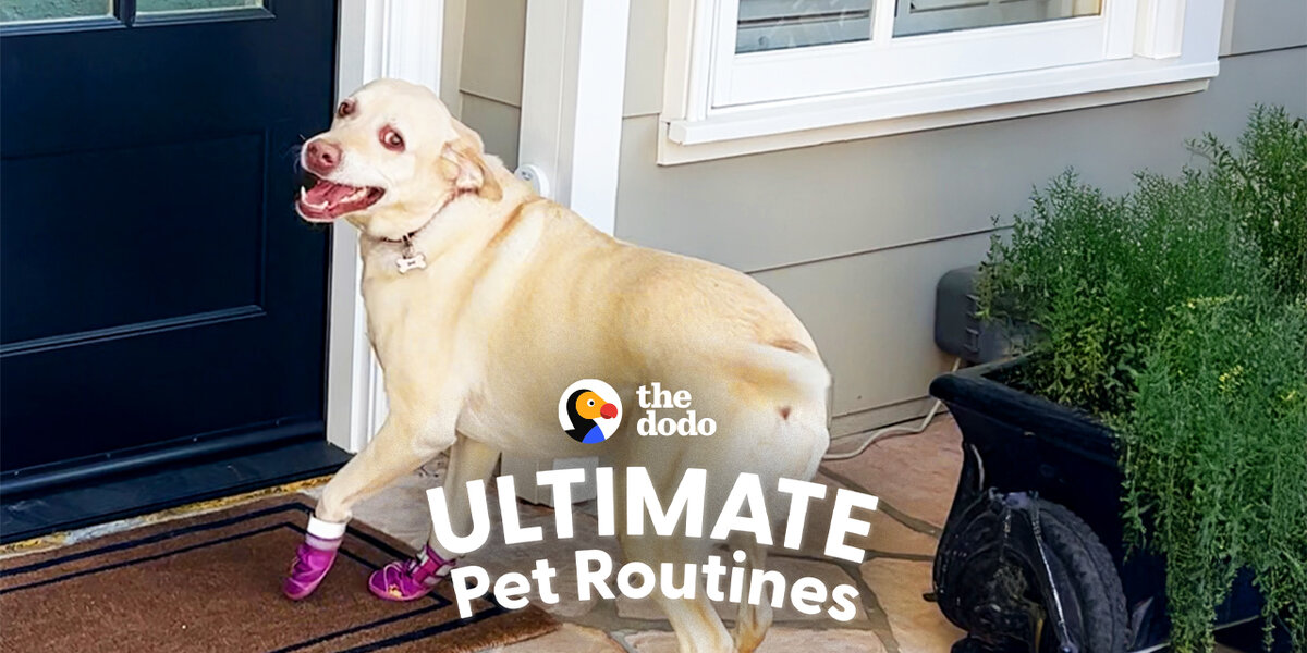 The Labrador Cannot Go One Day Without Seeing Her Best Friend - Videos ...