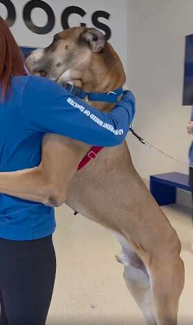 ハグするゼウス