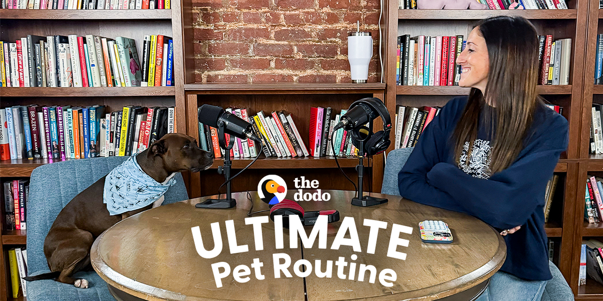 Inquisitive Pittie Is Mom's Podcast Co-Host - Videos - The Dodo