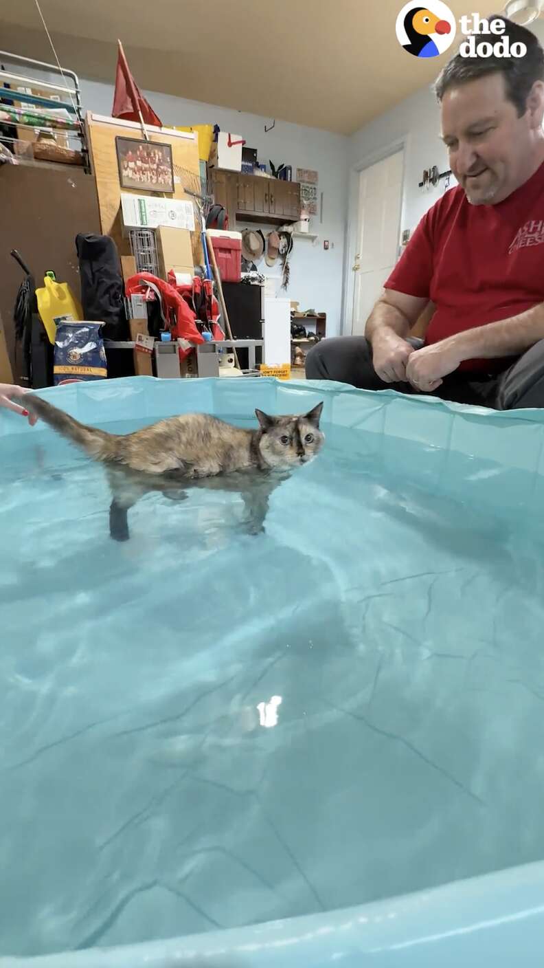 プールにいる猫