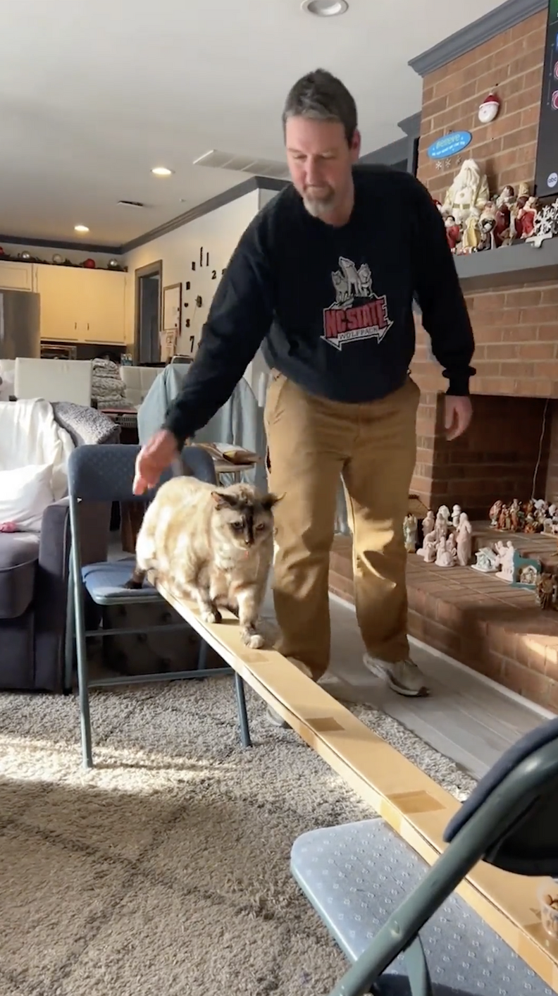 障害物コースをするチェスターベル