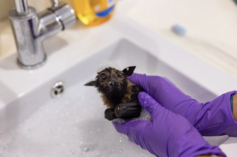 赤ちゃんコウモリ