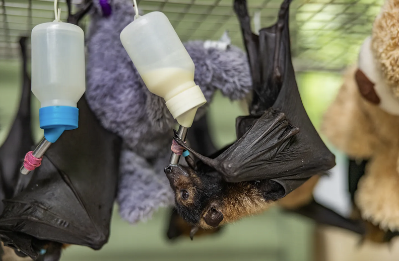 赤ちゃんコウモリ