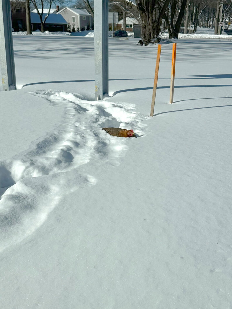 Chicken rests in snow on roadside