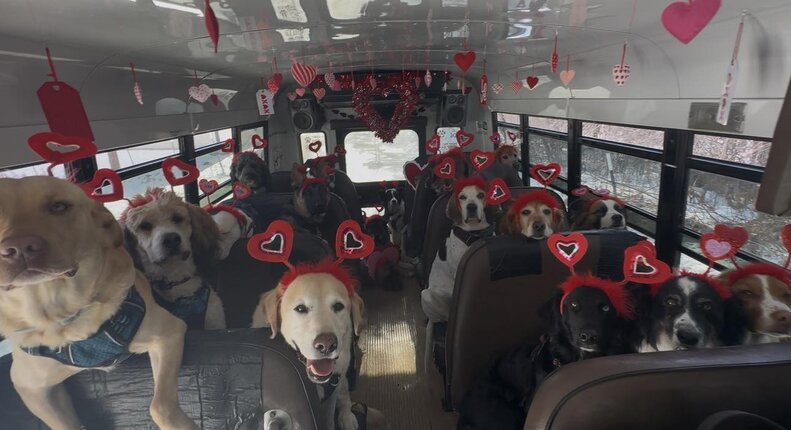 Bus Full Of Dogs Pulls Off An 'Impossible' Photo To Celebrate Valentine ...