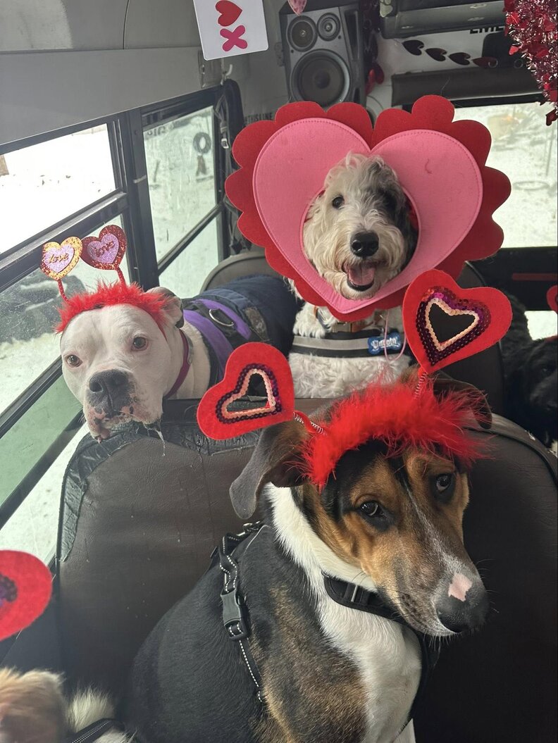 Bus Full Of Dogs Pulls Off An 'Impossible' Photo To Celebrate