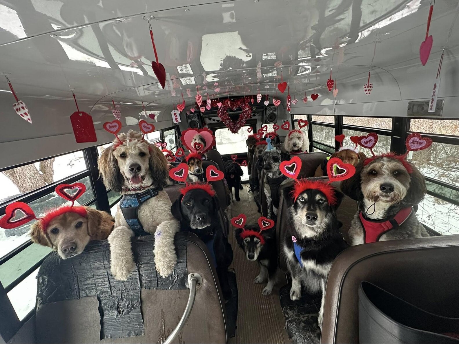 Bus Full Of Dogs Pulls Off An 'Impossible' Photo To Celebrate Valentine ...