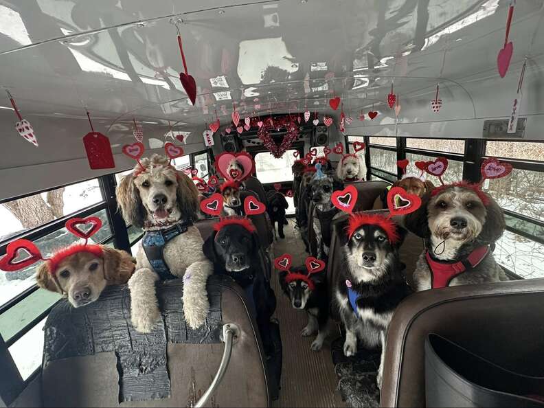 Bus Full Of Dogs Pulls Off An 'Impossible' Photo To ...