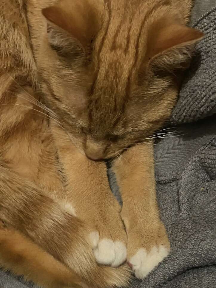 cute cat curled up on towel