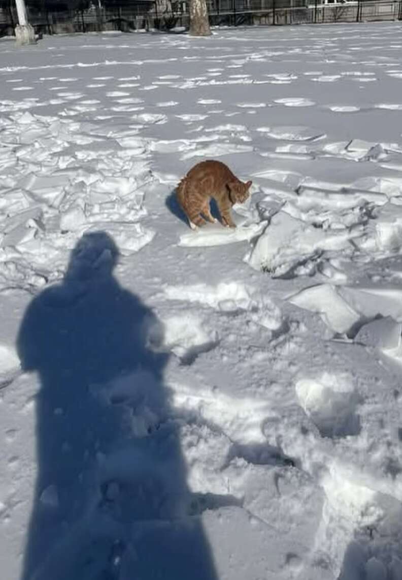 frozen cat stuck on ice sheet
