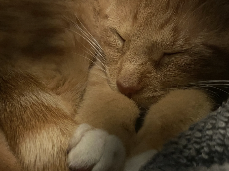 orange cat sleeping
