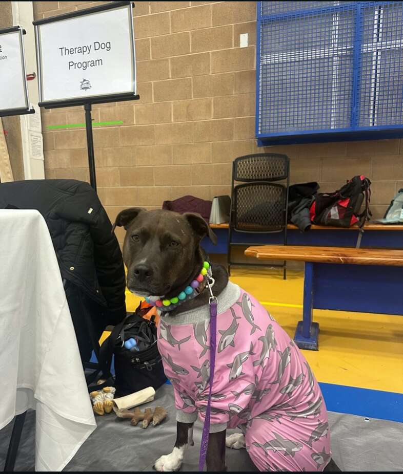 Therapy Dog Brightens School Day with Birthday Song Therapy Dog Brightens School Day with Birthday Song