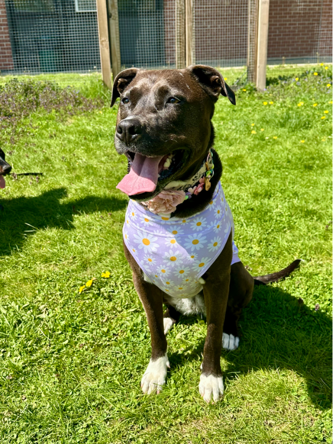 おしゃれなアシュビー