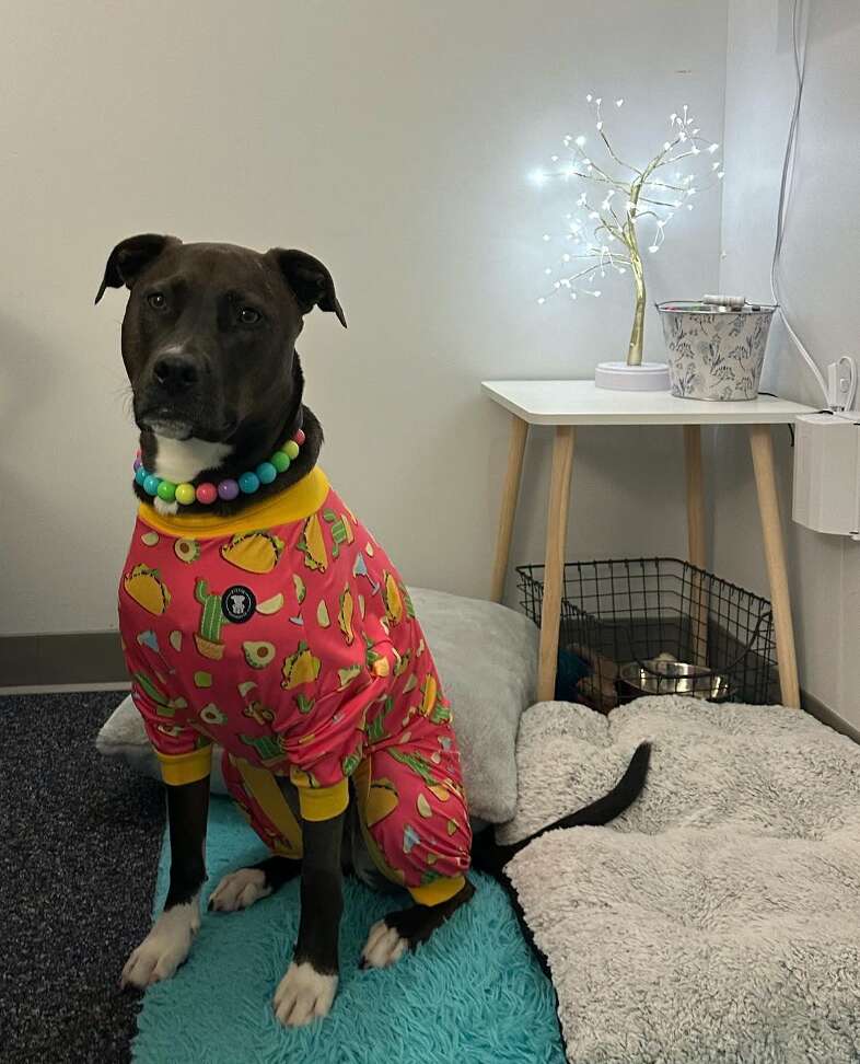 Therapy Dog Brightens School Day with Birthday Song Therapy Dog Brightens School Day with Birthday Song