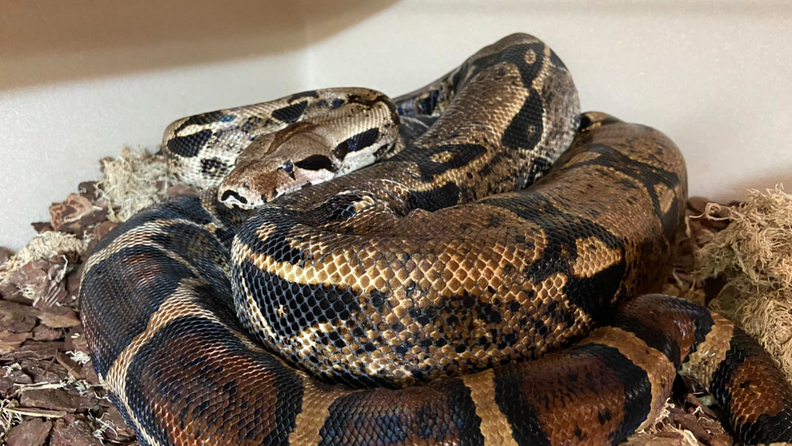 An 8-foot boa constrictor curled up in his enclosure.