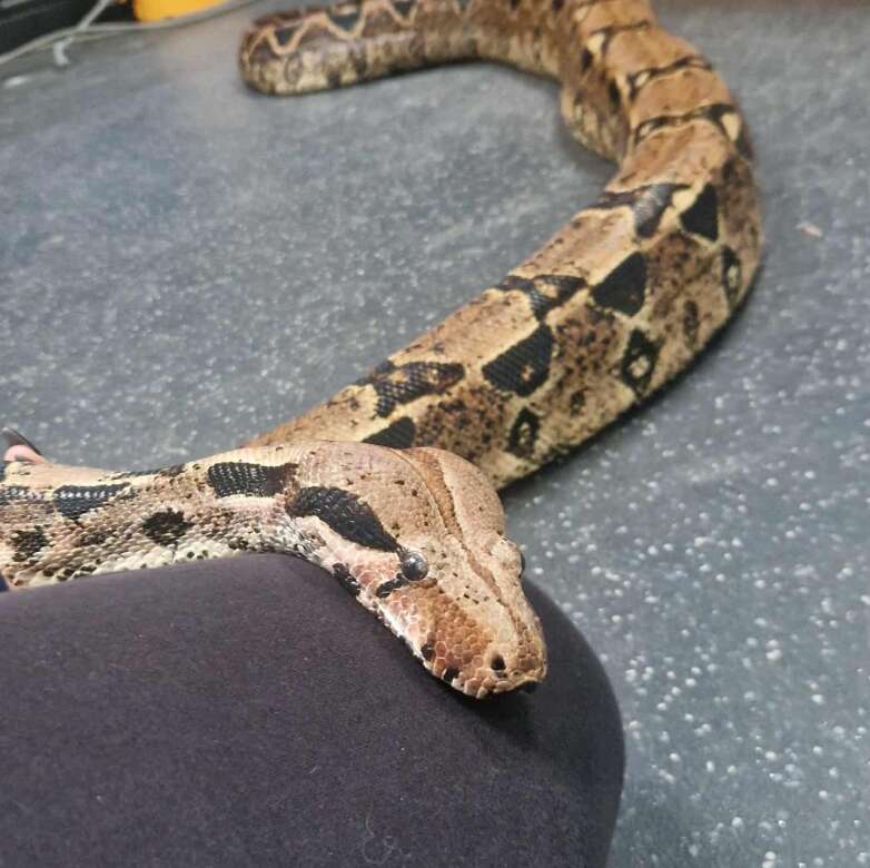 A large brown boa constrictor rests his head on a person's knee.