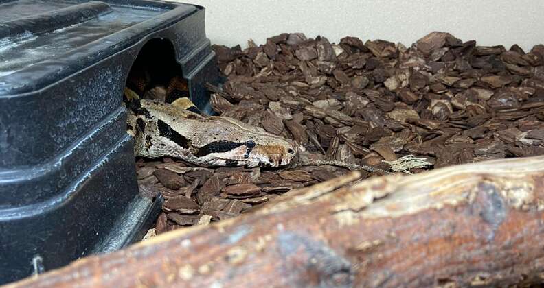 A boa constrictor pokes his head out of a shelter in his enclosure.