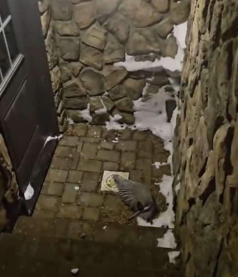 cold heron outside basement door