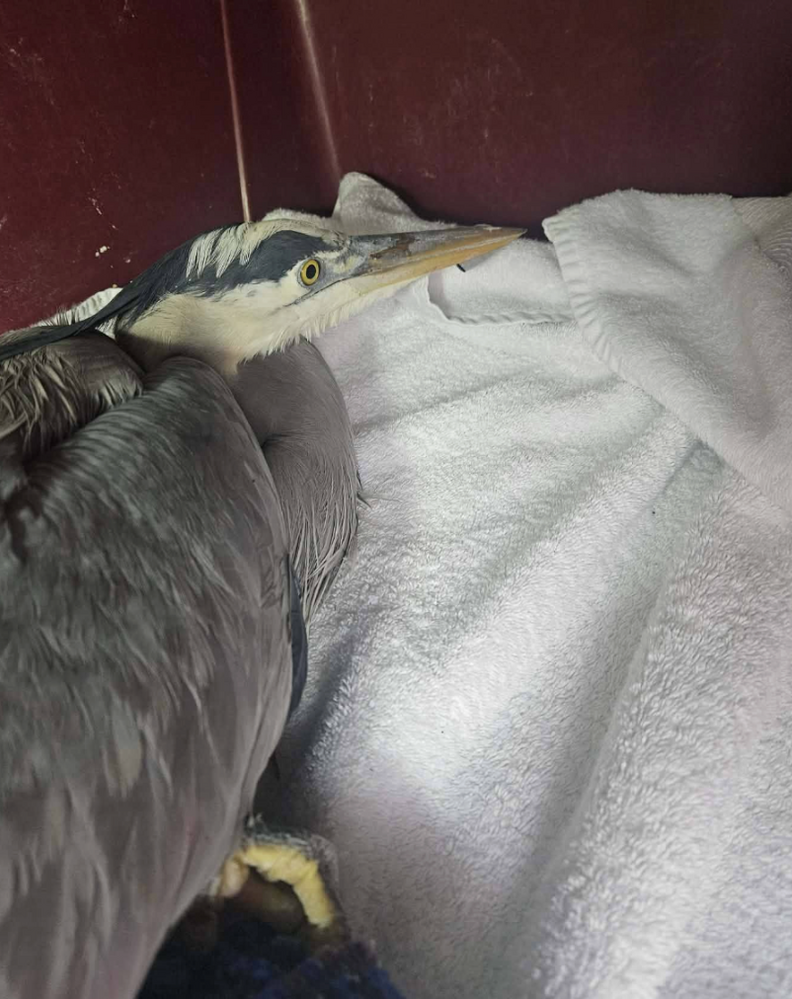 ヘロンがタオルにくるまれている様子