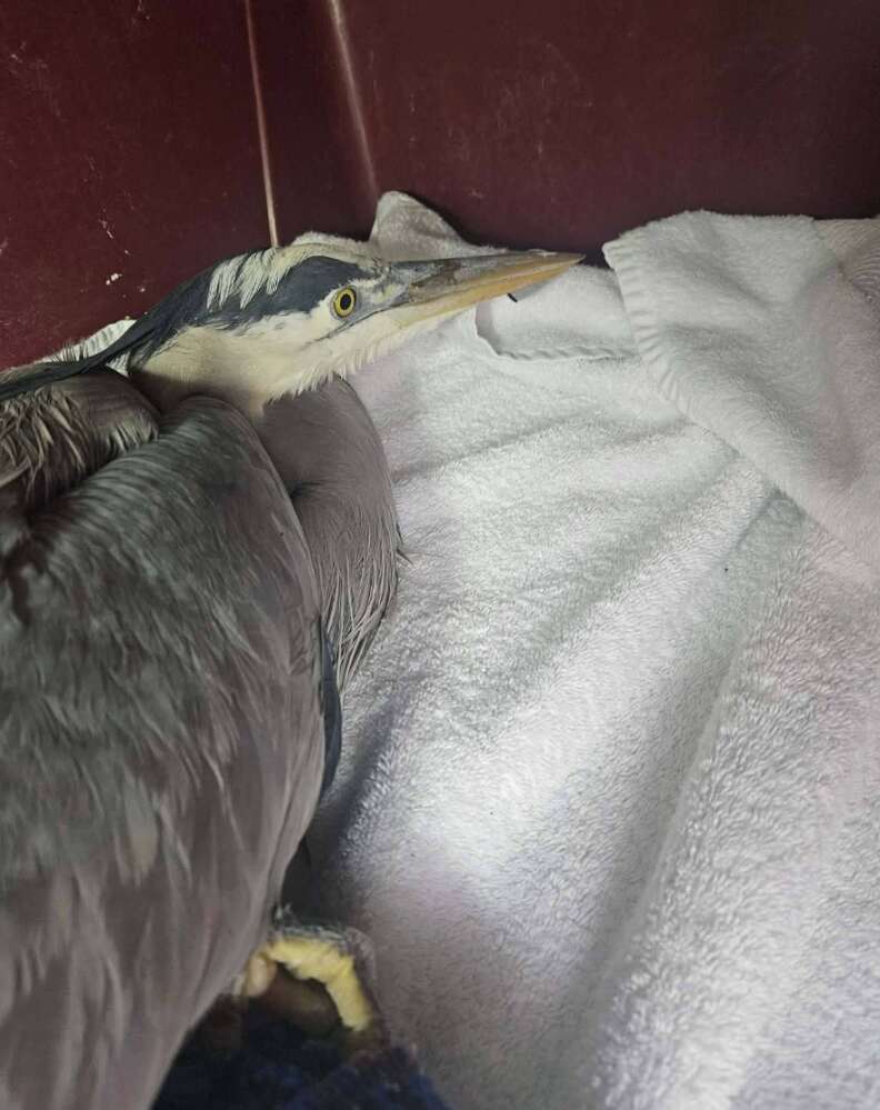 ヘロンがタオルにくるまれている様子