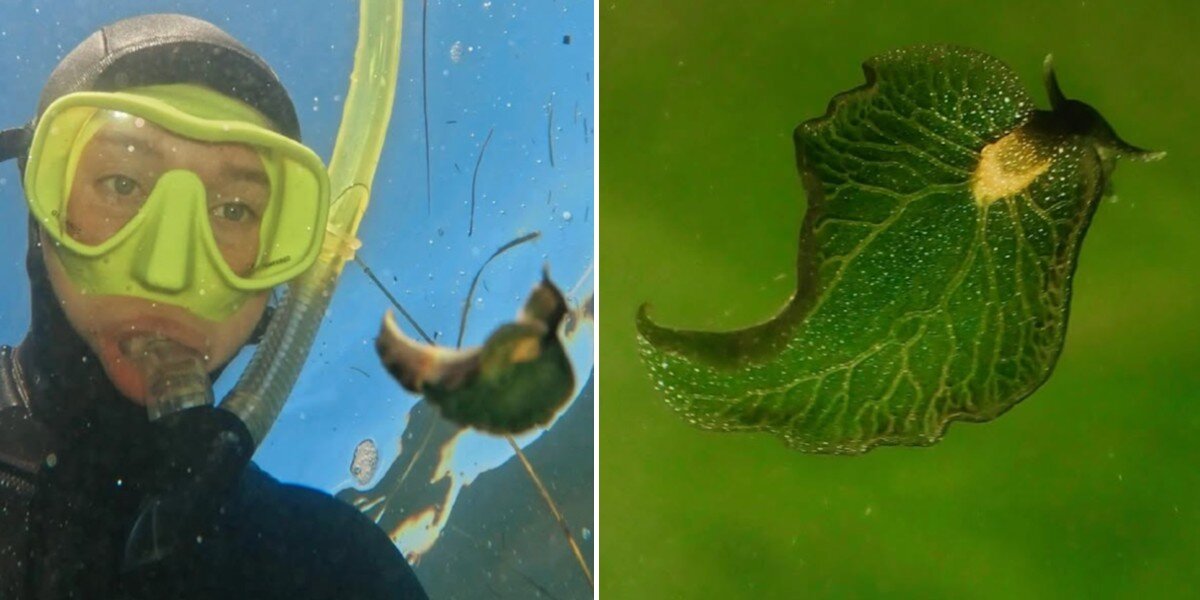 Snorkeler Swims By 'Gorgeous Leaf'— Then Realizes It's Actually A Rare ...