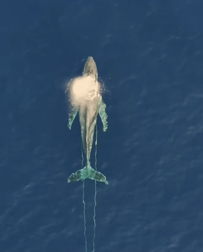 whale entangled in fishing line