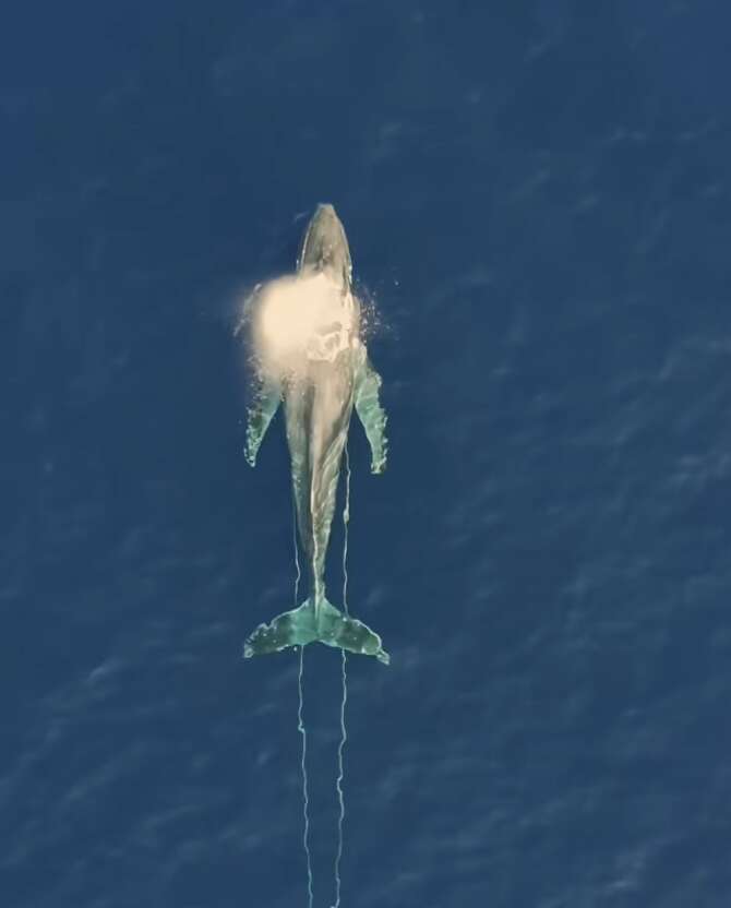 whale entangled in fishing line