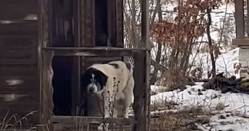 キャンプ場にいた犬